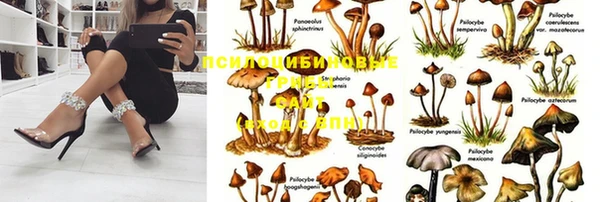 стафф Кодинск